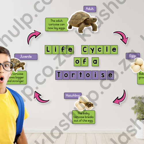 Life Cycles:  Tortoise